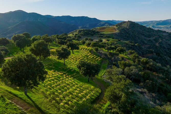 Epic Zipline Tour near Santa Barbara - Who Should Book This Adventure?