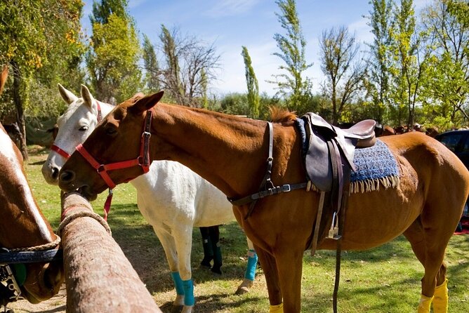 Extreme Horses Adventure with ATV, Ziplines & Cenote - Is $76 a good value?