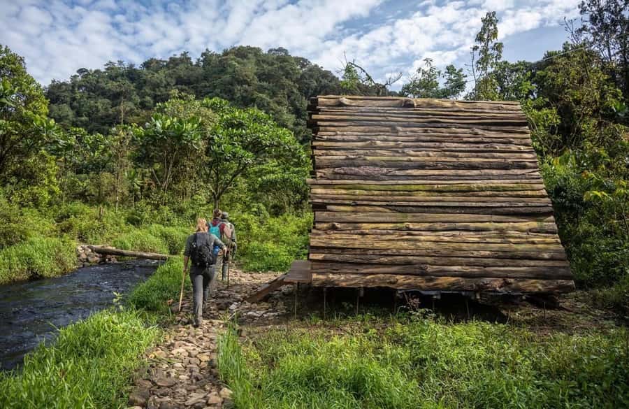 From Kigali: 2 days chimpanzee trekking and canopy walk - Key points to know before you book