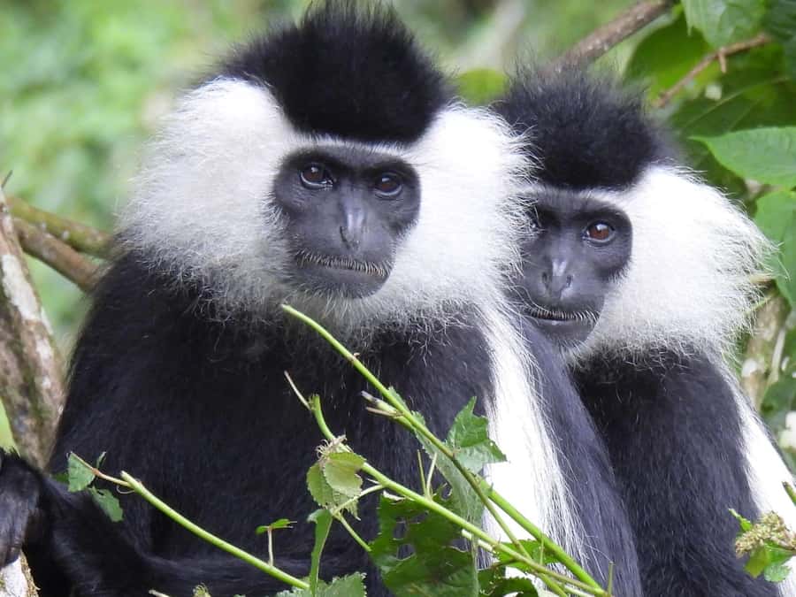 From Kigali: 2 days chimpanzee trekking and canopy walk - Hiking to Ndambarare Waterfall