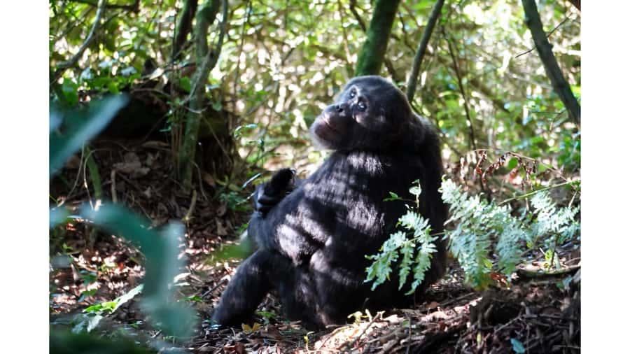 From Kigali: 2 days chimpanzee trekking and canopy walk - Accommodation, meals, and the $999 price