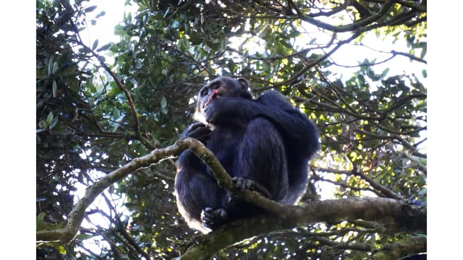 From Kigali: 2 days chimpanzee trekking and canopy walk - My recommendation for this Nyungwe itinerary