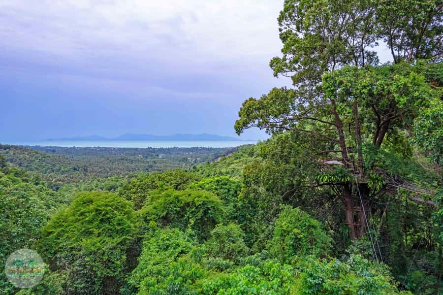 From Koh Samui: Tree Bridge Zipline and Café Experience - Pickup from Koh Samui hotels