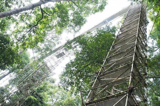 Full Day Trip of Brunei Ulu Temburong National Park including Canopy Walk - What the guide adds to the experience