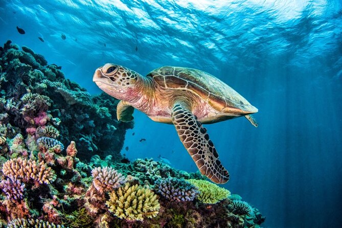 Full-dayTurtle Adventure: ATV, Zipline, Cenote & Turtle Swim - A full day that keeps changing pace