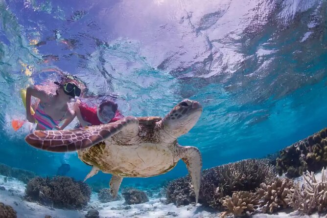 Full-dayTurtle Adventure: ATV, Zipline, Cenote & Turtle Swim - Swimming with turtles in a natural sanctuary