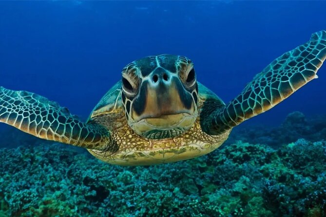 Full-dayTurtle Adventure: ATV, Zipline, Cenote & Turtle Swim - What the $130 price really covers