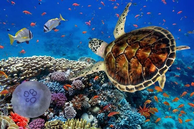 Full-dayTurtle Adventure: ATV, Zipline, Cenote & Turtle Swim - Three ziplines and a wall rappel