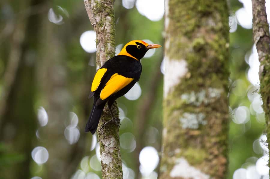 Gold Coast: Lamington Treetops, Wildlife and Vineyard Visit - Transport, pickup, and the winding mountain road