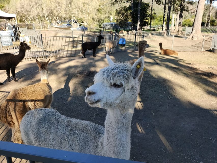 Gold Coast: Lamington Treetops, Wildlife and Vineyard Visit - Weather, timing, and what can change