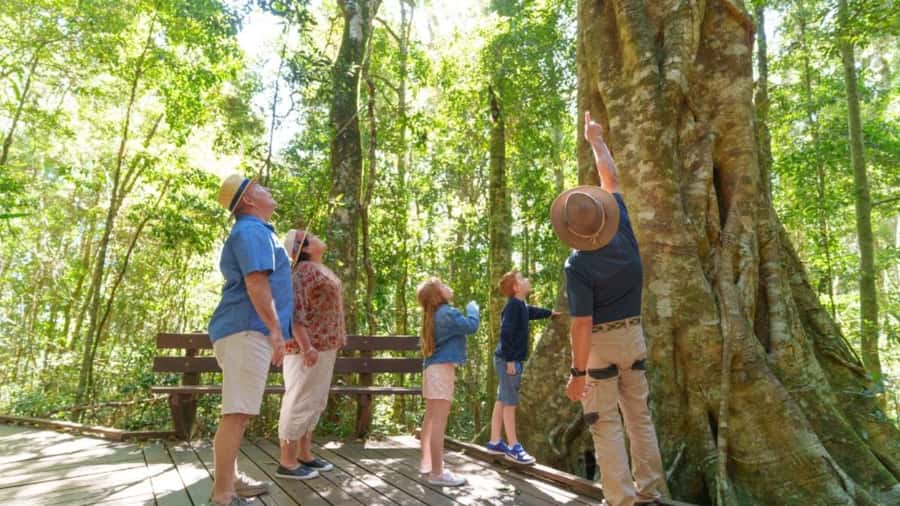 Gold Coast: Lamington Treetops, Wildlife and Vineyard Visit - Who will enjoy this Gold Coast day trip