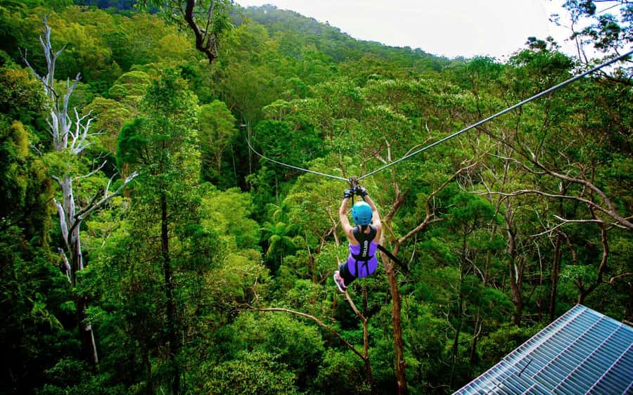 Gold Coast: Tamborine Mountain Canyon Flyer Zipline Tour - Why the guides matter so much