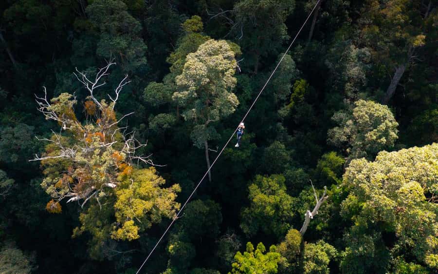 Gold Coast: Tamborine Mountain Canyon Flyer Zipline Tour - Planning your visit to Thunderbird Park