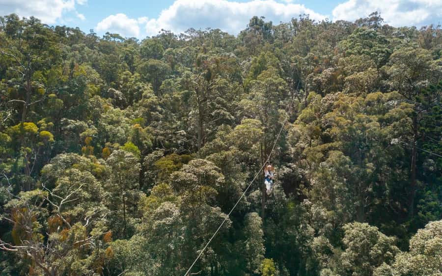 Gold Coast: Tamborine Mountain Canyon Flyer Zipline Tour - Who should book the Canyon Flyer
