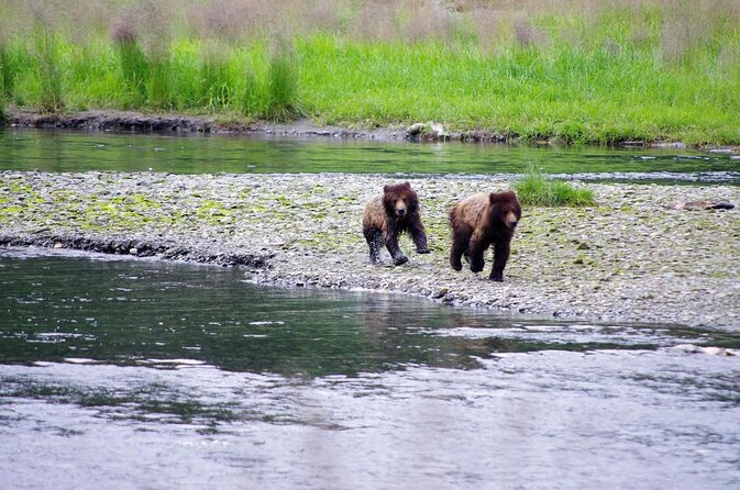 Grizzly Falls Ziplining Expedition - Key points to know before booking