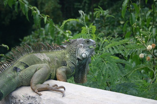 Half Day Tour in Rainforest Zipline Park with Transportation - The ride from your hotel to Rio Grande