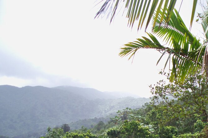 Half Day Tour in Rainforest Zipline Park with Transportation - How to plan your day
