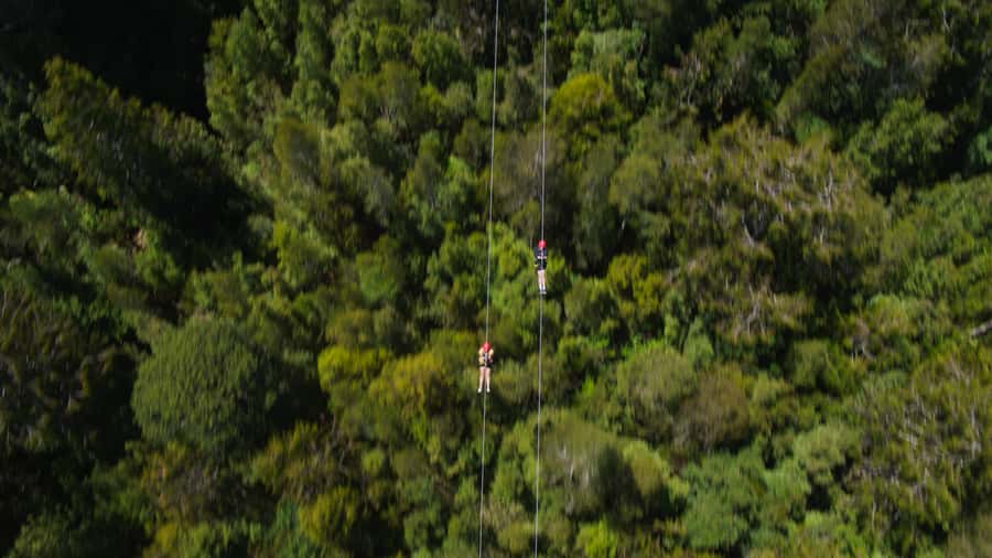 Hokitika: West Coast Tree Top Tower Zip Line and Walk - The Tandem Zip Line From 45 Meters Up