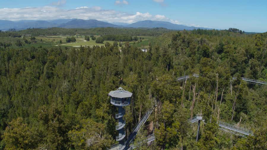 Hokitika: West Coast Tree Top Tower Zip Line and Walk - Who Will Enjoy This Most