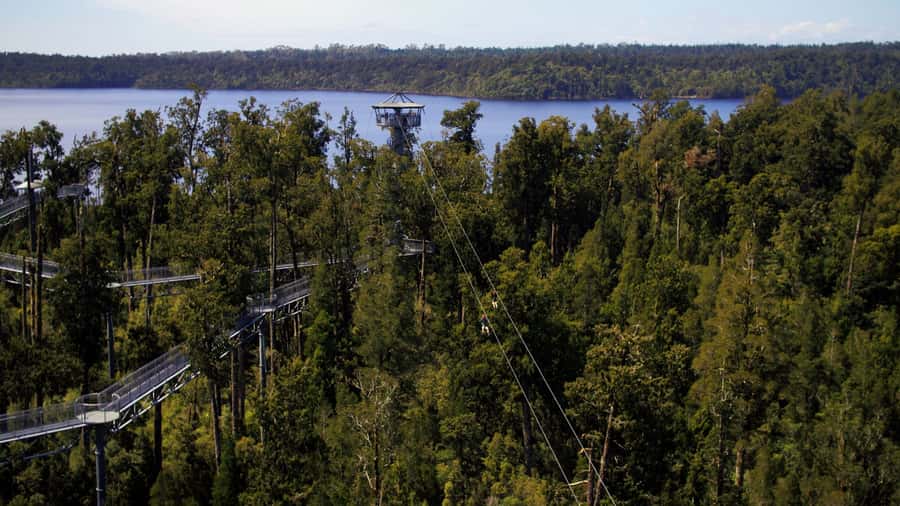 Hokitika: West Coast Tree Top Tower Zip Line and Walk - The 45-Minute Forest Walk