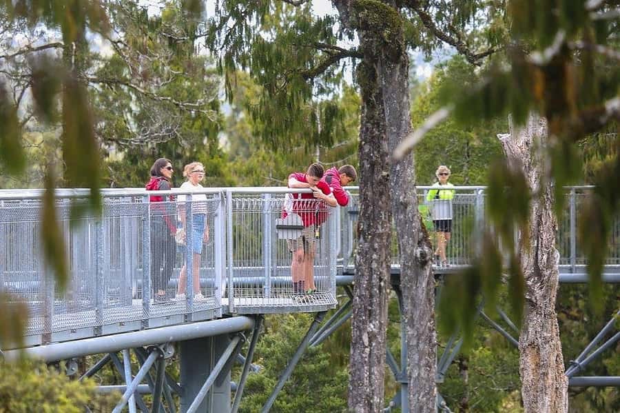 Hokitika: West Coast Treetop Walkway Entrance Ticket - Key points before you book