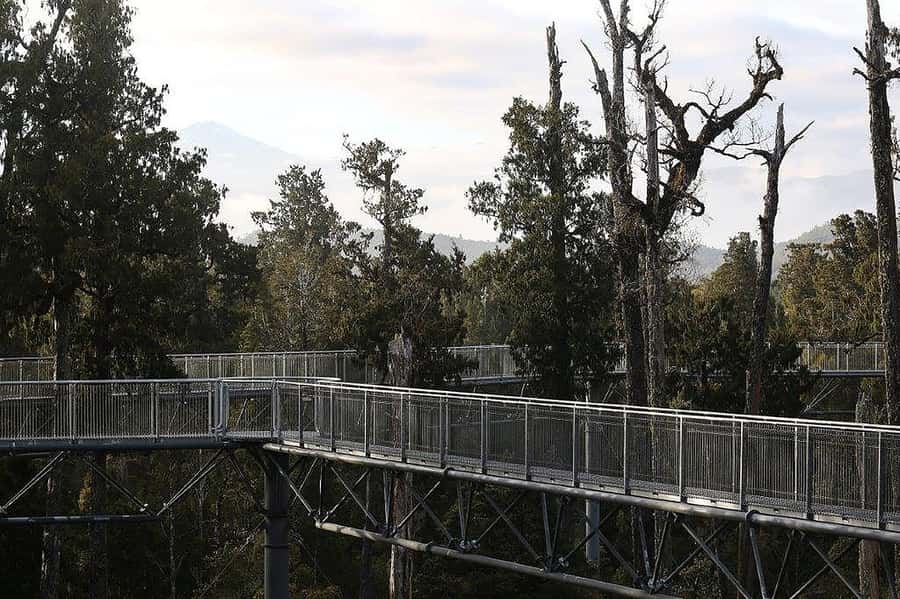 Hokitika: West Coast Treetop Walkway Entrance Ticket - From the cafe to the first treetop platform