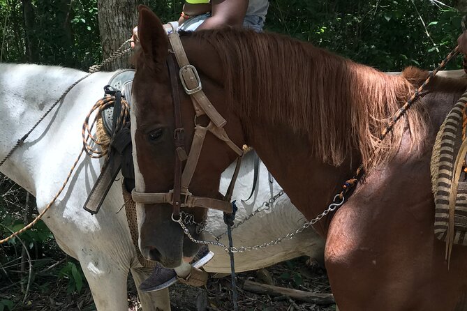 Horseback riding with ATV, zip lines and cenote, lunch and transfer - Horseback riding in a small circuit