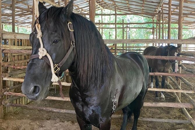 Horseback Riding Ziplines and Cenote Tour with Lunch - Key points before you book
