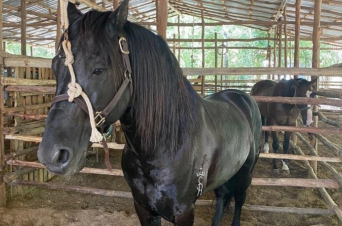 Horseback Riding Ziplines and Cenote Tour with Lunch - Who should choose this Cancun outing
