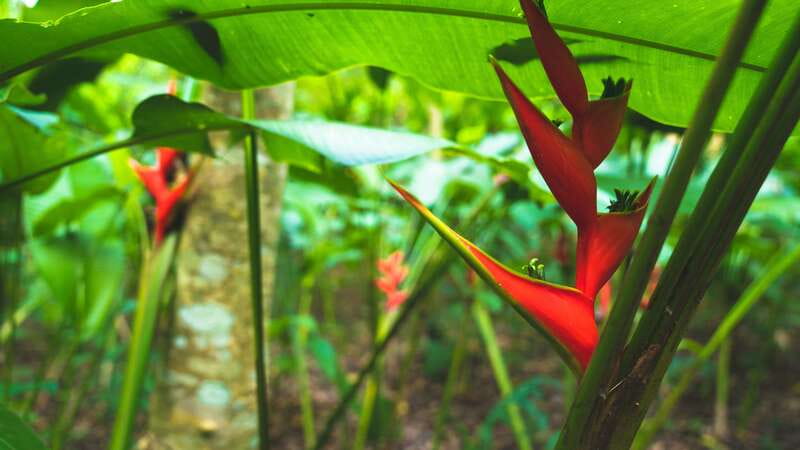Huatulco: Nature Park with Fruit Tasting & Optional Zipline - The Premium zipline: five runs above the trees