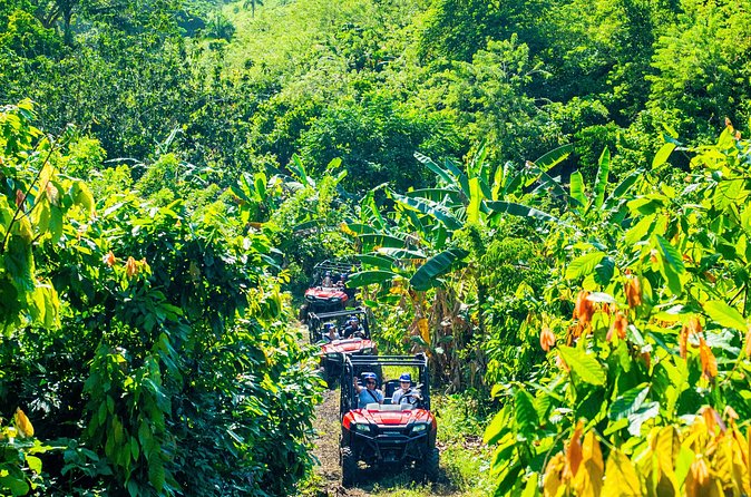 Jungle Buggies + Ziplines Adventures - Twelve zip lines across eighteen platforms