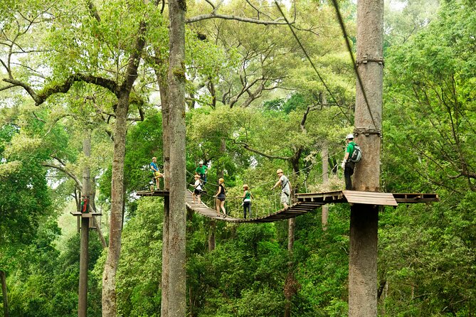 Jungle Flight Zipline Roller Coaster - Fifteen lines with very different personalities