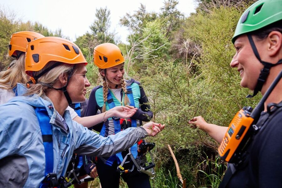 Kaikōura: Zipline and Native Forest Adventure Trip - Is $118 good value?