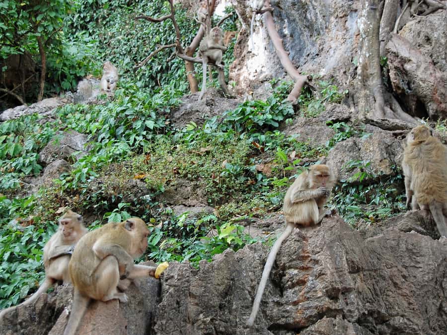 Khao Lak: Rafting, ZipLine, Lunch Buffet ,ATV Options Trip - Guides, safety, and the pace of the day