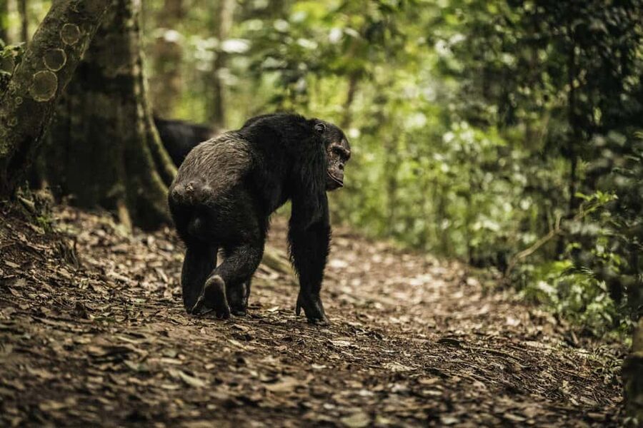 Kigali:1 Day Nyungwe Canopy Walk & Waterfall Tour adventure - Key points to know before booking