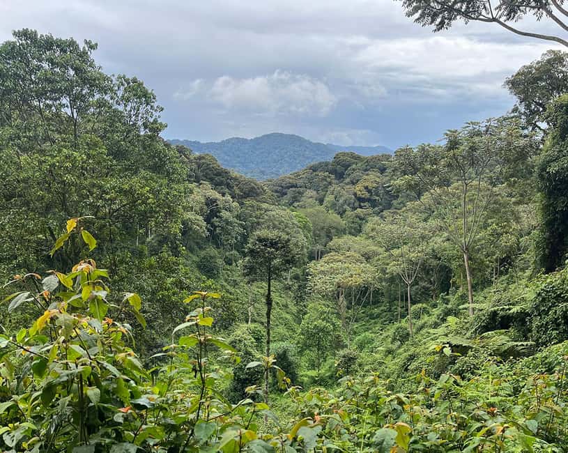Kigali:1 Day Nyungwe Canopy Walk & Waterfall Tour adventure - A very long road into Nyungwe Forest