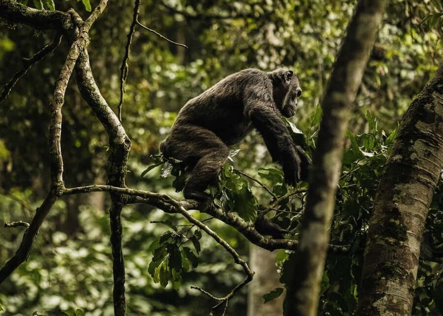 Kigali:1 Day Nyungwe Canopy Walk & Waterfall Tour adventure - Lunch at the park restaurant