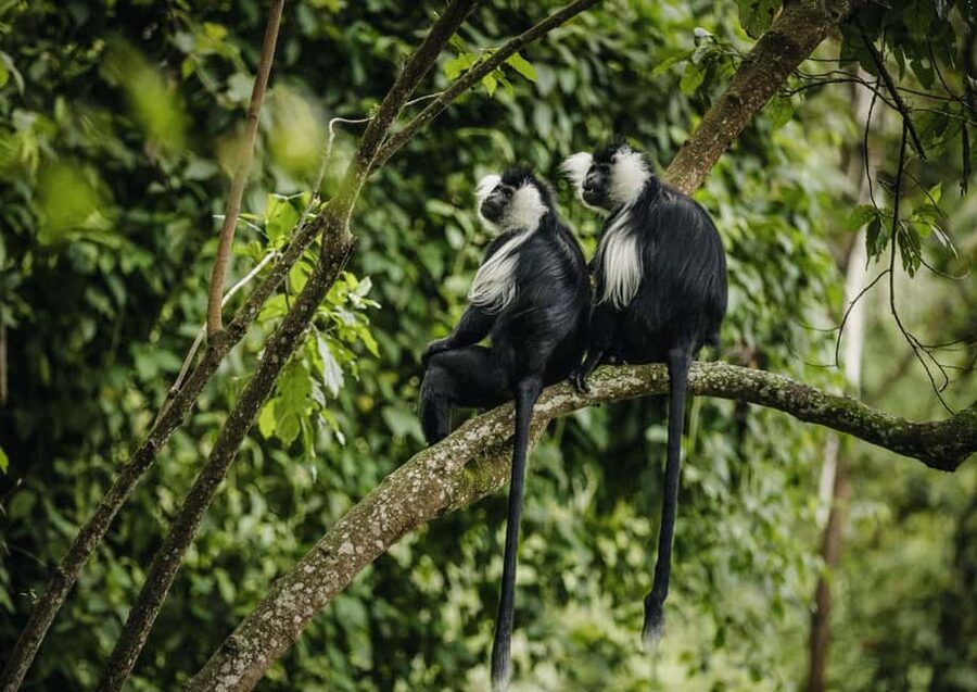 Kigali:1 Day Nyungwe Canopy Walk & Waterfall Tour adventure - What the private 4x4 adds to the day