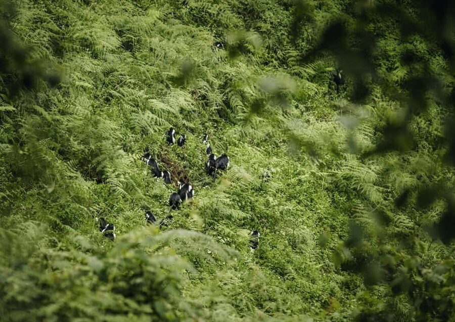 Kigali:1 Day Nyungwe Canopy Walk & Waterfall Tour adventure - Who will enjoy this Nyungwe day trip?