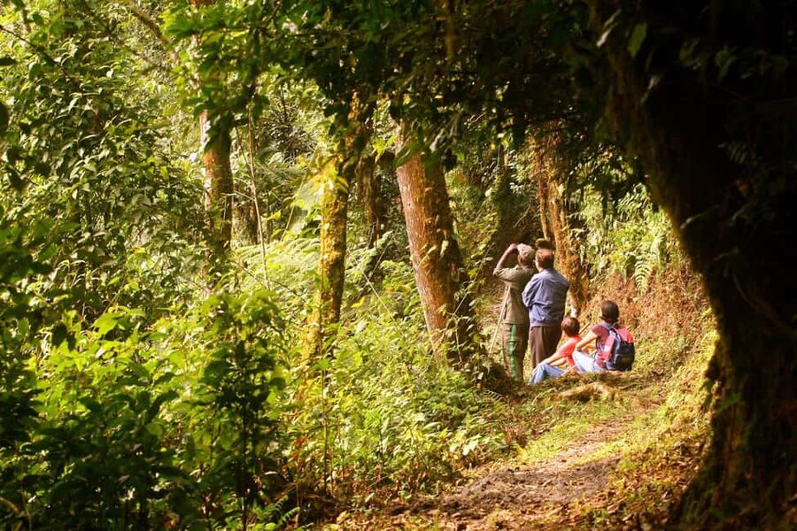 Kigali:1 Day Nyungwe Canopy Walk & Waterfall Tour adventure - The first forest walk and what you might see