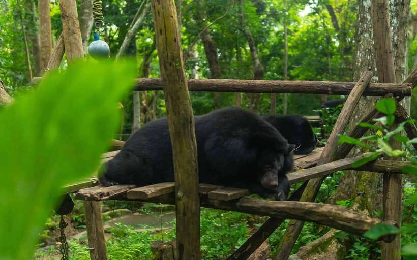 Kuang Si Waterfall, Tree Top Cafe, Ziplining - The timing problem: variety comes at a cost