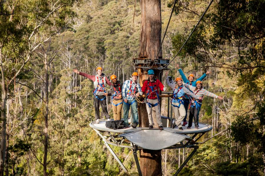 Launceston: Hollybank Forest Treetop Zip Lining with Guide - Key points before you book