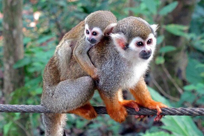 Monkey Enconter & Zip line Adventure - Monkeys first, zipline second