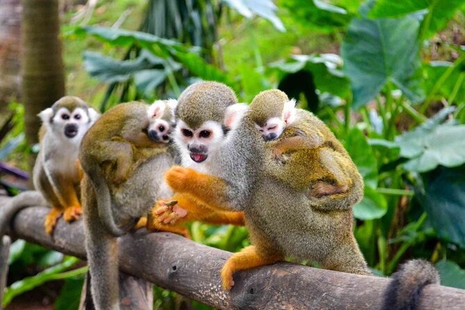 Monkey Enconter & Zip line Adventure - Is $125 a fair price?