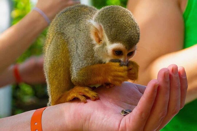 Monkey Enconter & Zip line Adventure - Seven zipline stations above El Choco