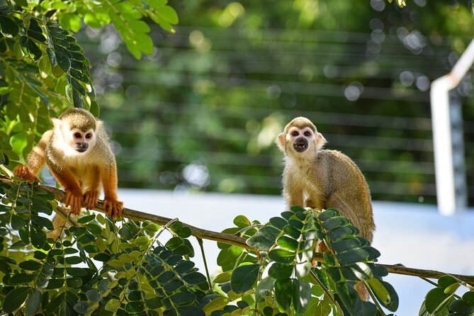 Monkey Encounter and Zip Line Tour from Amber Cove and Taino Bay - From Amber Cove or Taino Bay into the countryside