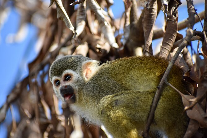 Monkey Encounter and Zip Line Tour from Amber Cove and Taino Bay - Coffee, chocolate, cigars, and a tropical bird garden