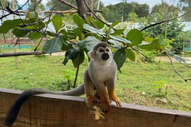 Monkey Encounter and Zip Line Tour from Amber Cove and Taino Bay - A Dominican lunch that adds real value