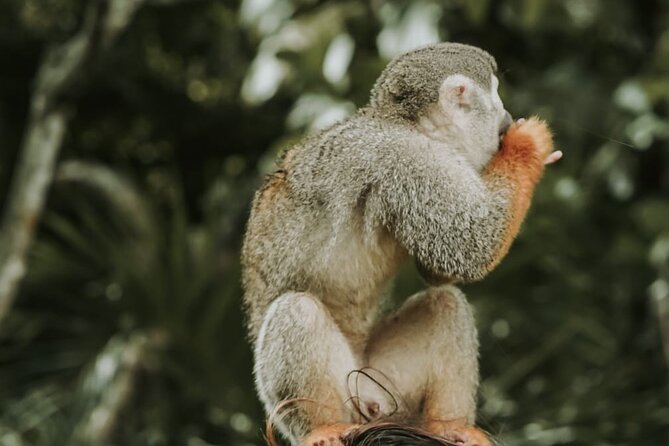 Monkey Jungle with Zip line - El Choco Countryside, Farms, and Paso Fino Horses