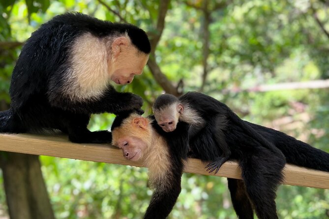 Monkey/Sloth Park + Zipline And City Tour In Roatan - Is $90 a fair price?